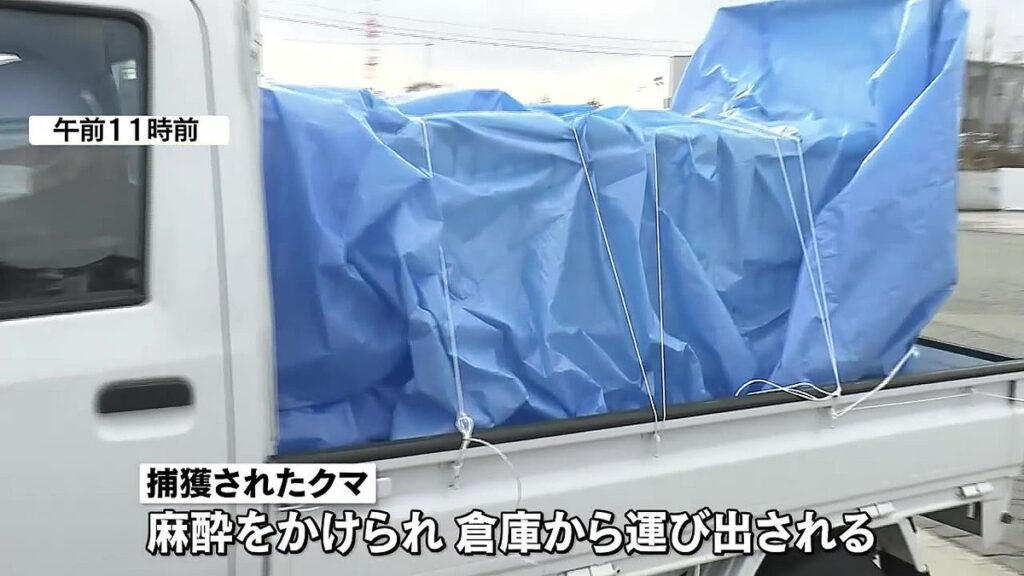 秋田で倉庫侵入の熊を捕獲→動物愛誤「駆除するな！」→はい駆除しました